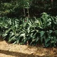 thumbnail for publication: Aspidistra spp.: Cast Iron Plant